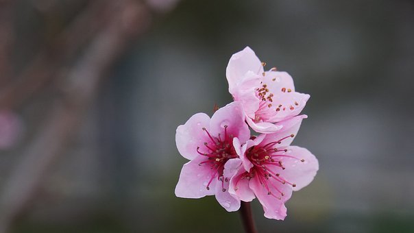 桃花婚姻